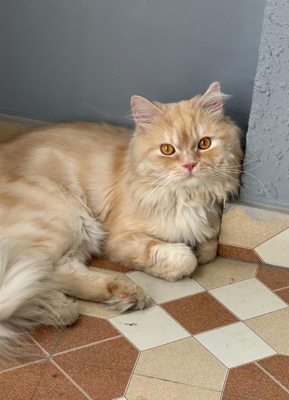 He Came, He Conquered — Meet Caramel